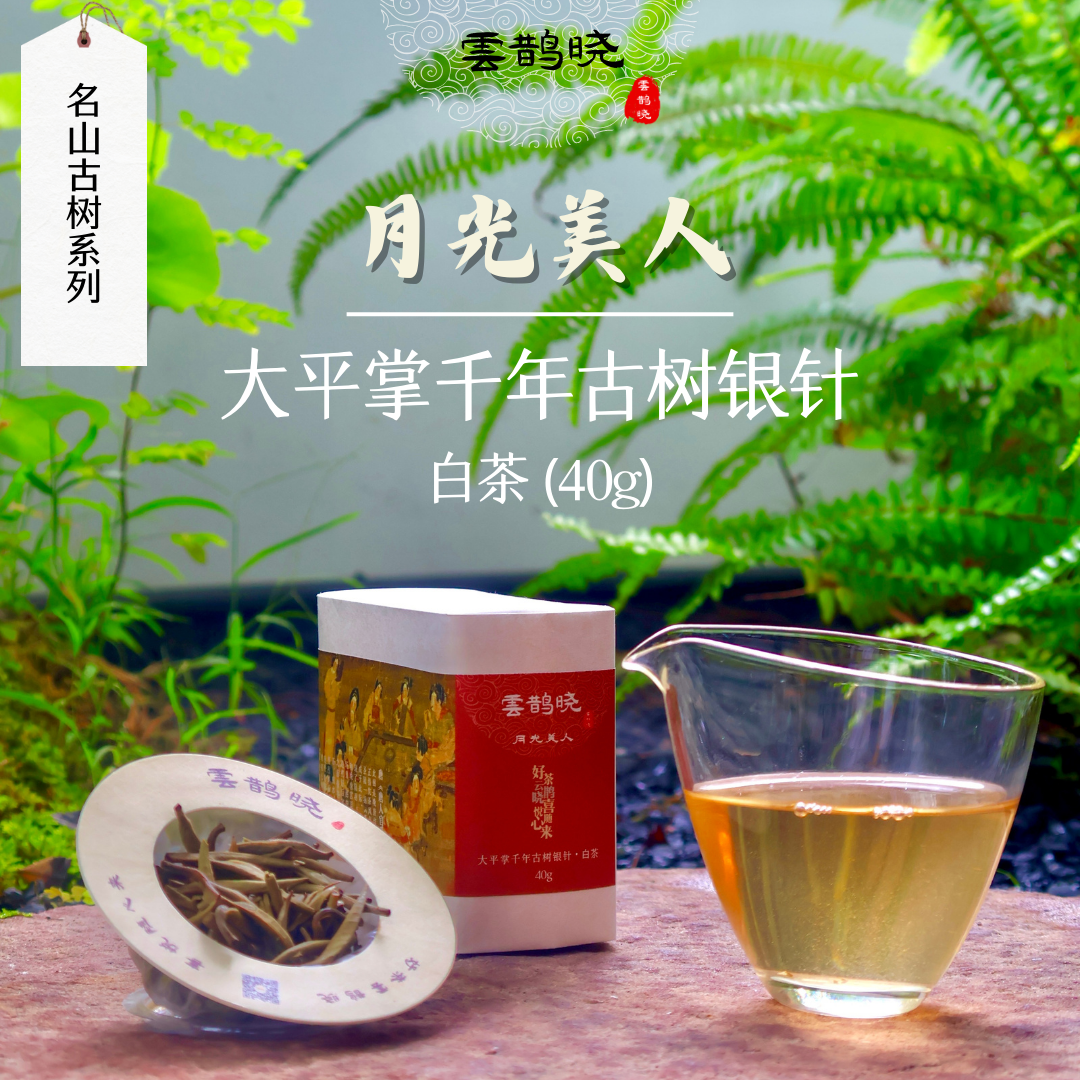 【Silver Needle (White Tea)】 from trees of centuries old, Jingmai Mountain, Yunnan