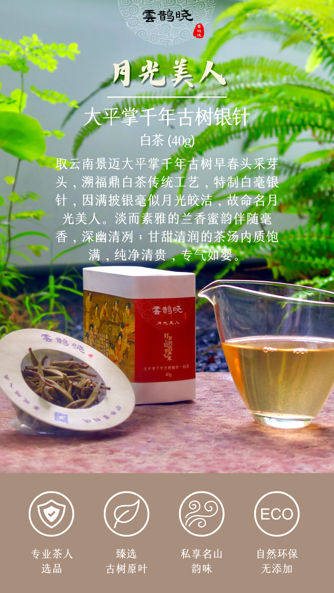 【Silver Needle (White Tea)】 from trees of centuries old, Jingmai Mountain, Yunnan